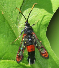 Synanthedon bolteri