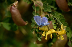 Iolana iolas