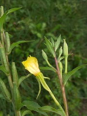 Oenothera rubricaulis