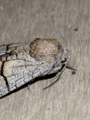 Miacora perplexa