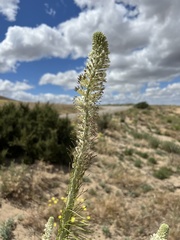 Thelypodium milleflorum