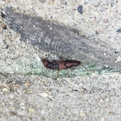 Platydracus cinnamopterus