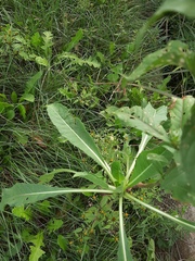 Oenothera rubricaulis