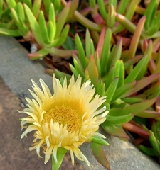 Carpobrotus edulis