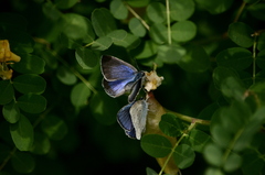 Iolana iolas