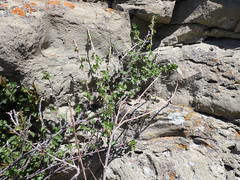 Ribes oxyacanthoides setosum