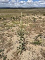 Thelypodium milleflorum