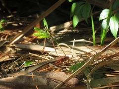 Plestiodon inexpectatus