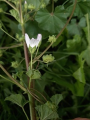 Malva neglecta