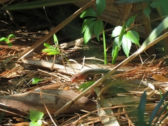 Plestiodon inexpectatus