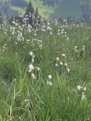 Eriophorum latifolium