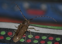 Prosopocera dejeani
