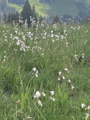 Eriophorum latifolium
