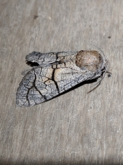 Miacora perplexa
