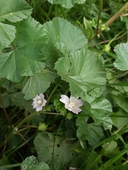 Malva neglecta