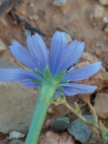 Cichorium intybus image