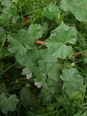 Malva neglecta