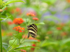 Heliconius charithonia vazquezae