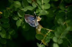 Iolana iolas