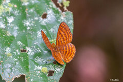 Zemeros emesoides