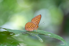 Zemeros emesoides