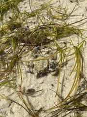 Nassarius kraussianus