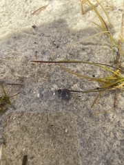 Nassarius kraussianus