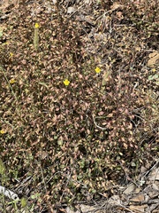 Erythranthe percaulis