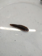 Erpobdella octoculata