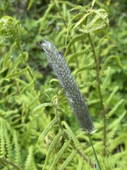 Alopecurus pratensis