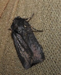 Parabagrotis