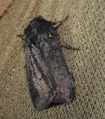 Parabagrotis