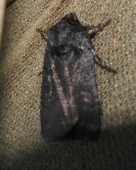 Parabagrotis