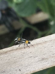 Acalymma trivittatum