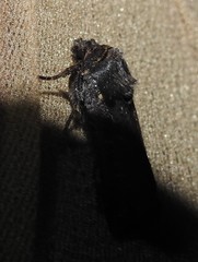 Parabagrotis