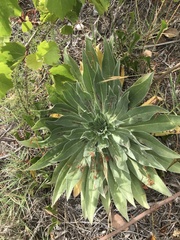 Echium boissieri