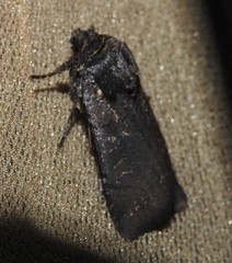 Parabagrotis