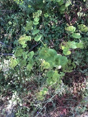 Smyrnium perfoliatum rotundifolium