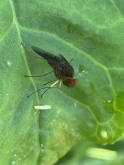 Chrysopilus quadratus