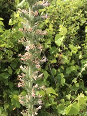 Echium boissieri
