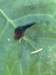 Chrysopilus quadratus