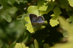 Iolana iolas