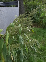 Cyclachaena xanthiifolia