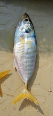 Caranginae