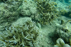 Epinephelus fasciatus