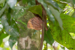 Amathuxidia amythaon