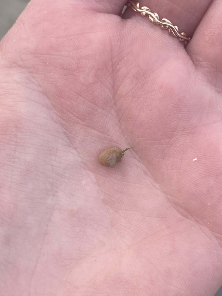 Carditella