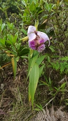 Sobralia rosea