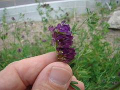 Medicago sativa