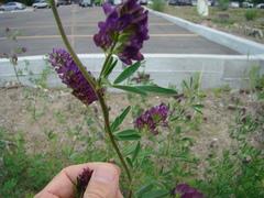 Medicago sativa